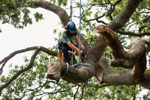 Best Tree Trimming and Pruning  in West Livingston, TX