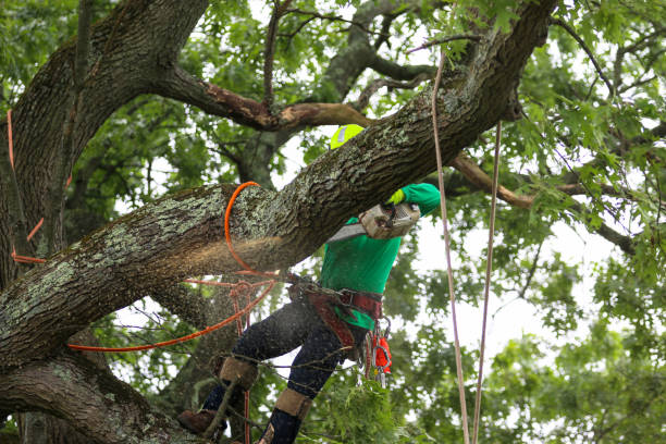 Best Stump Grinding and Removal  in West Livingston, TX