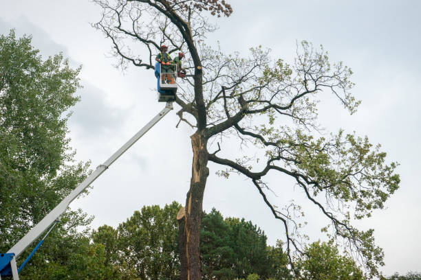 Best Hedge Trimming  in West Livingston, TX