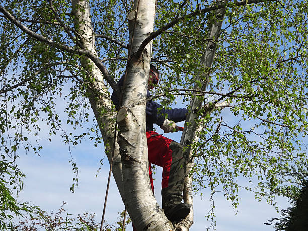  West Livingston, TX Tree Services Pros