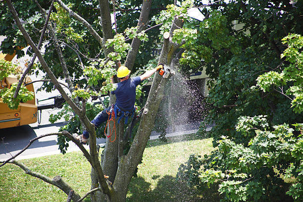 Best Tree Cabling and Bracing  in West Livingston, TX