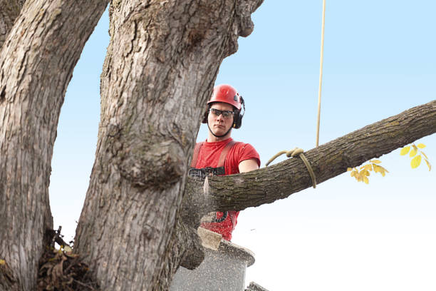 How Our Tree Care Process Works  in  West Livingston, TX